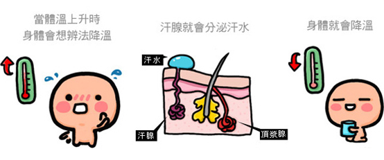 狐臭-汗腺發達-miradry-多汗-流汗-清新微波-狐臭成因