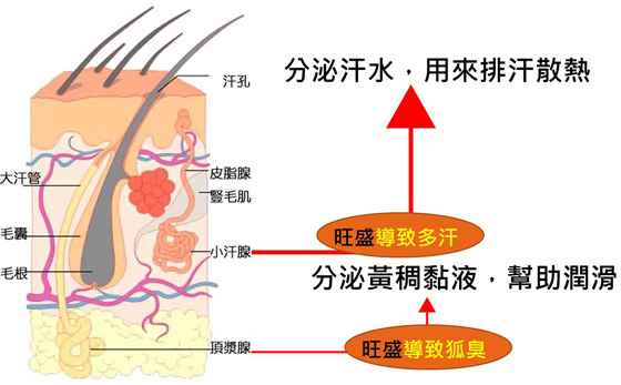 狐臭-miraDry清新微波-汗腺發達-miradry-多汗-流汗-清新微波-清新微波效果-miraDry治療-miraDry效果-miraDry狐臭-miraDry推薦
